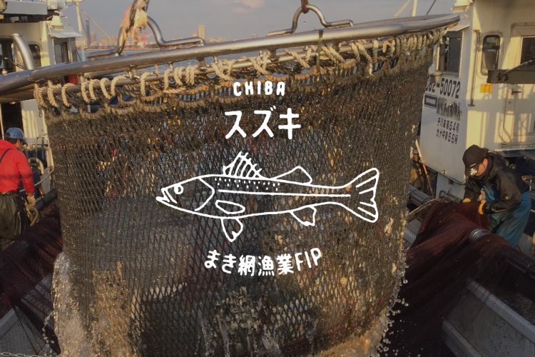 千葉県船橋市東京湾スズキ まき網漁 サステナブル漁業プロジェクト