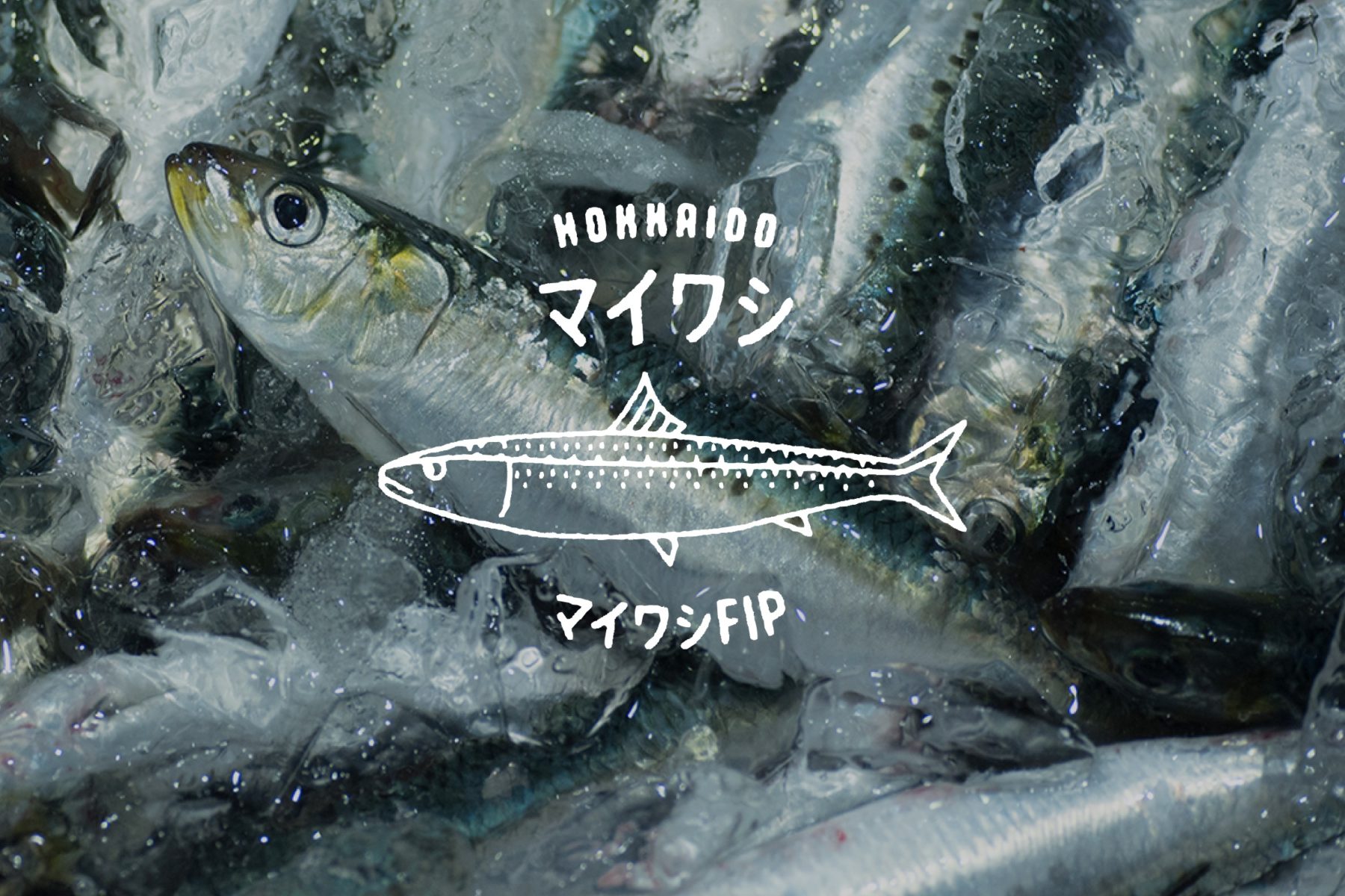 北海道マイワシ漁業改善プロジェクト（FIP）