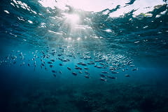 UMITOBA〜豊かな海のために考える・活動する漁業者のプラットフォーム〜