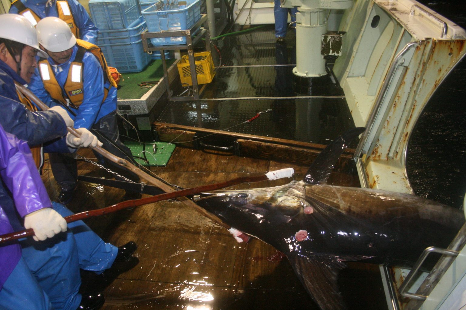 Miyagi Kesennuma Blue Shark And Swordfish Fishery Improvement Project