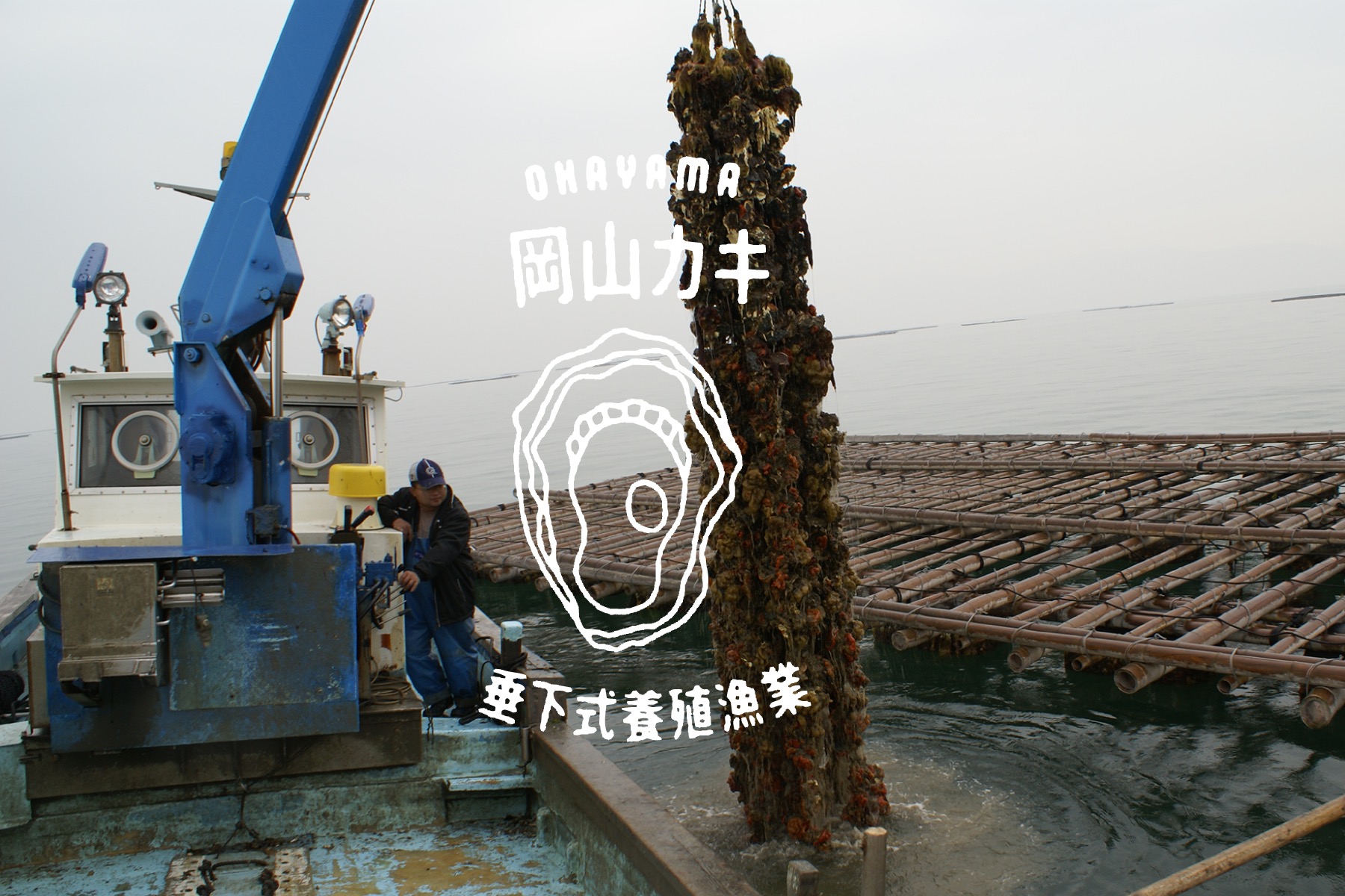 OKAYAMA SETOUCHI OKUCHO<br> ROPE GROWN OYSTER FISHERY MSC CERTIFICATION